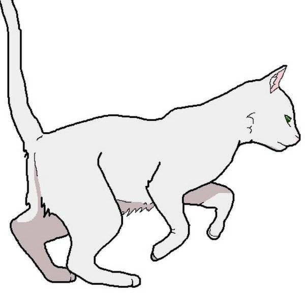 Кот бежит