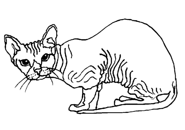 Барханный кот раскраска