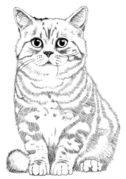 Раскраски сидящая кошка (42 фото)