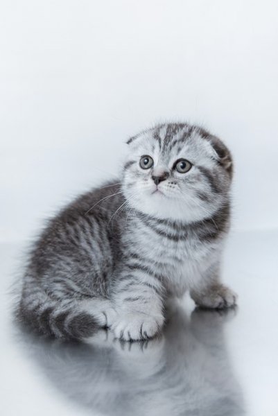 Шотландская вислоухая кошка вискас