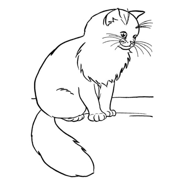 Раскраска британский кот