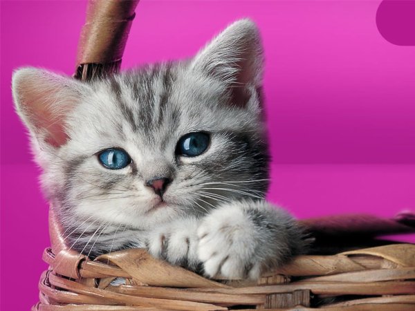 Кошка вискас