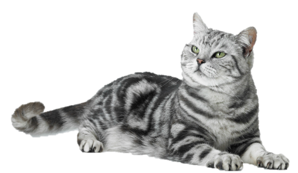 Американская короткошёрстная кошка вискас