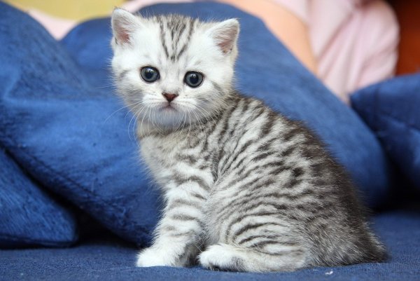 Британские котята вискас
