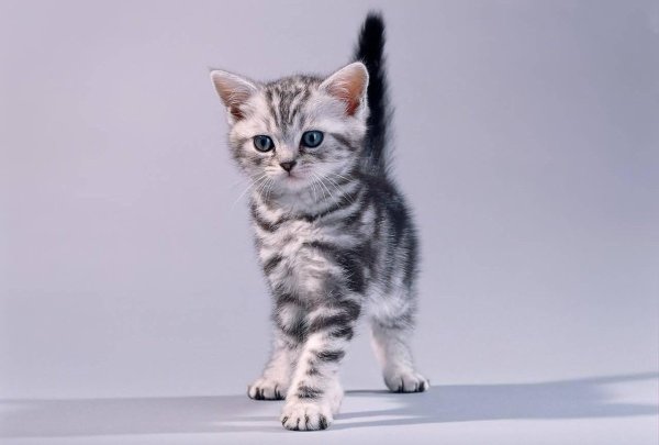 Котята породы вискас