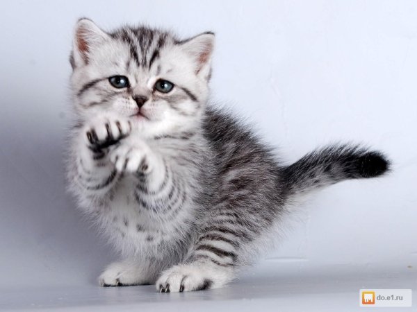 Коты породы вискас