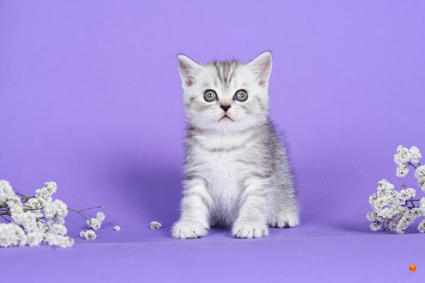 Котята породы вискас
