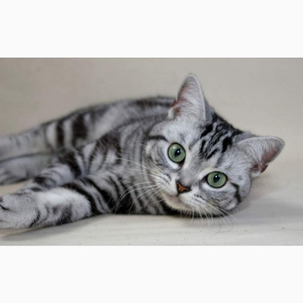 Американская короткошерстная кошка котята