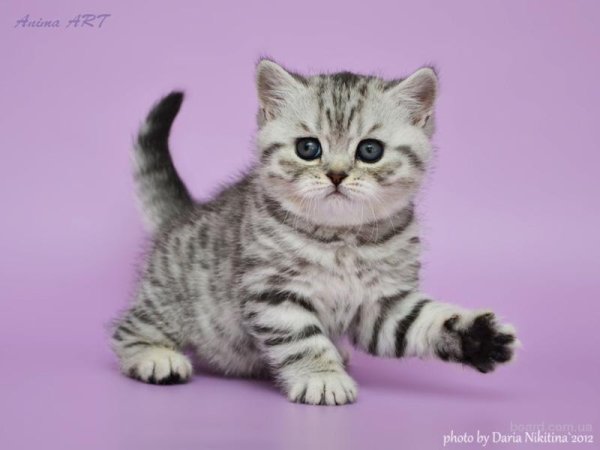 Котята породы вискас