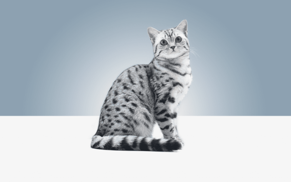 Кошка вискас