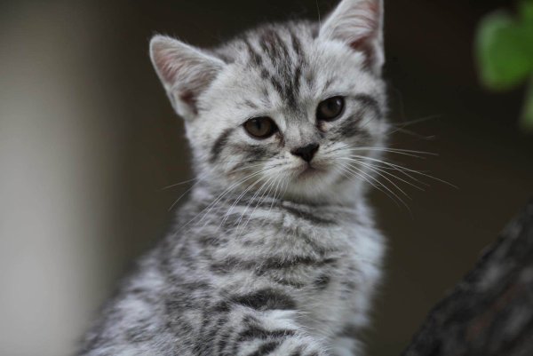 Шотландский скоттиш страйт вискас
