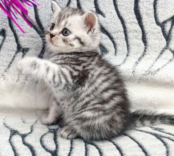 Котята породы вискас