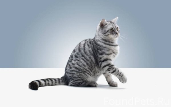 Кошка вискас
