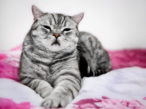 Британский кот вискас