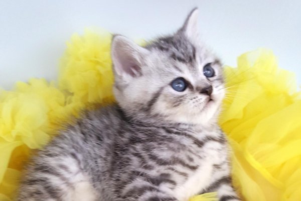 Котенок из рекламы вискас