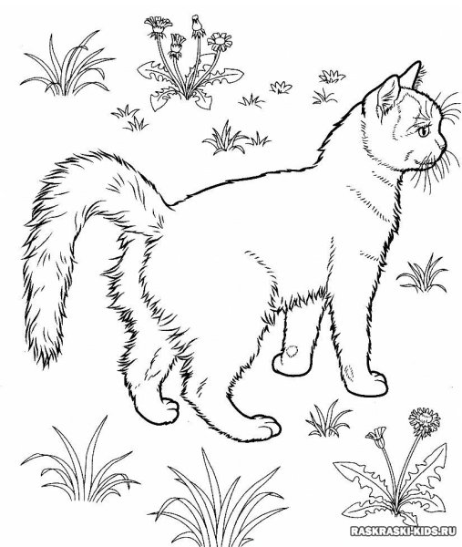 Кошки. Раскраска