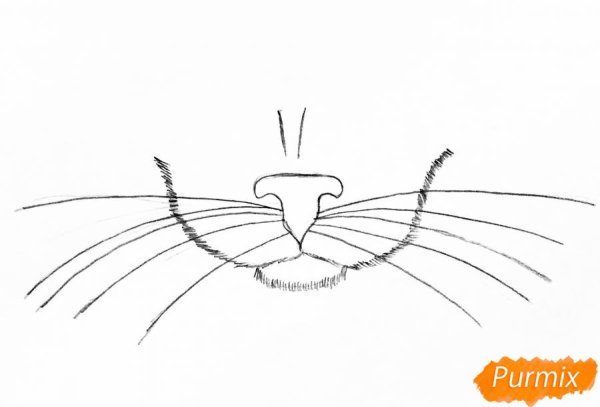 Усики кошки