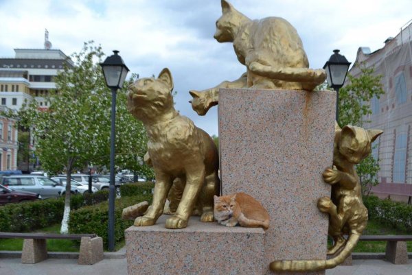 Сквер сибирских кошек Тюмень