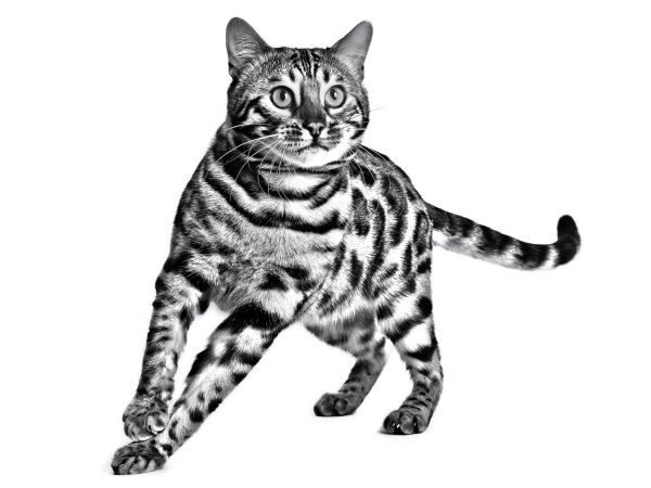 Кот бенгал