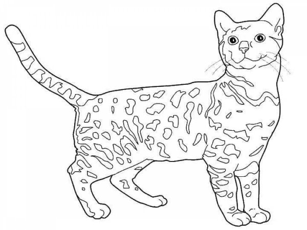 Раскраски домашних кошек