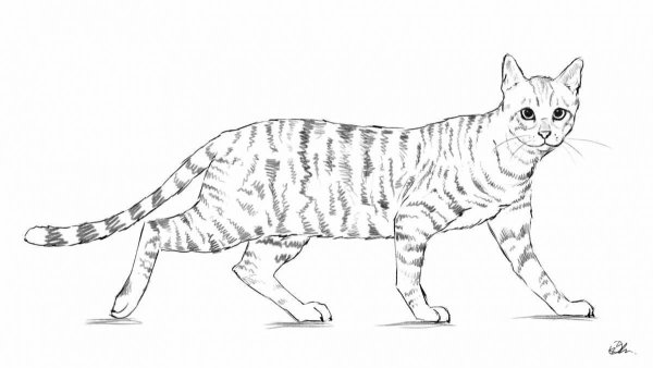 Кошки. Раскраска