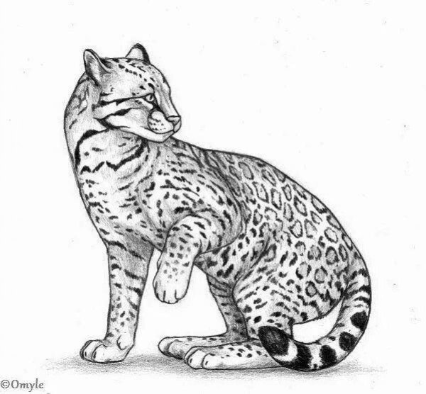 Оцелот раскраска