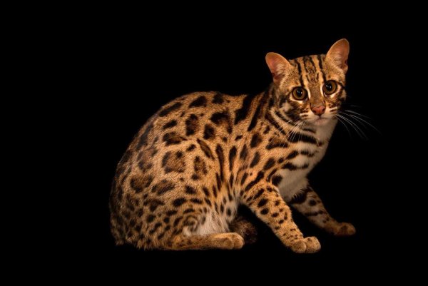 Кошка пятнистая Бенгальская