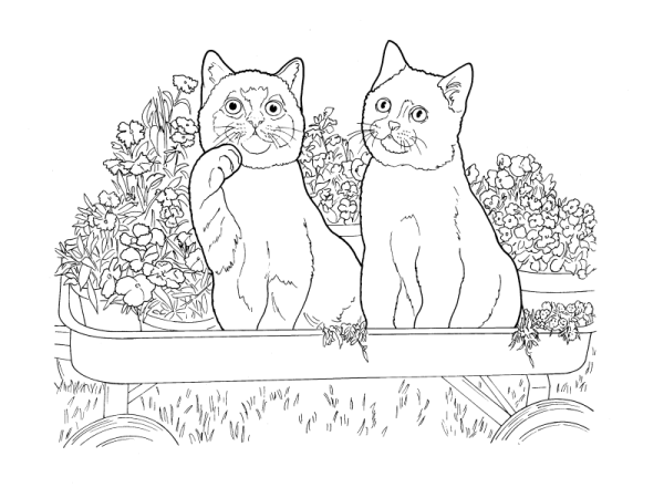 Раскраска британский кот