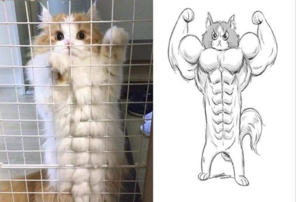 Накаченный кот