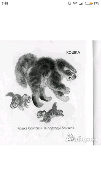 Евгений Чарушин кошка Маруська