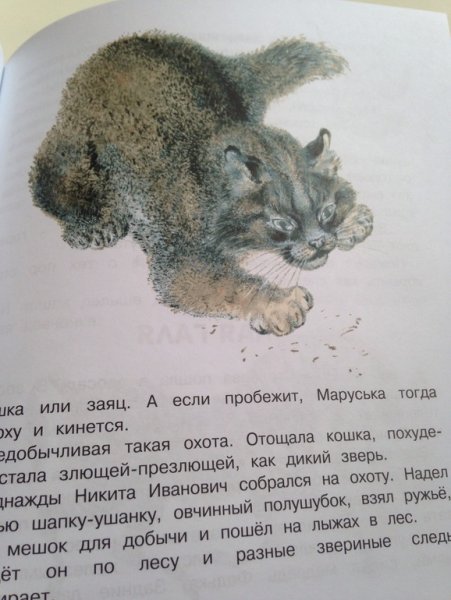 Чарушин кошка Маруська иллюстрации