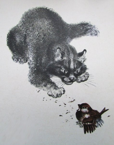 Раскраски чарушин кошка маруська (49 фото)