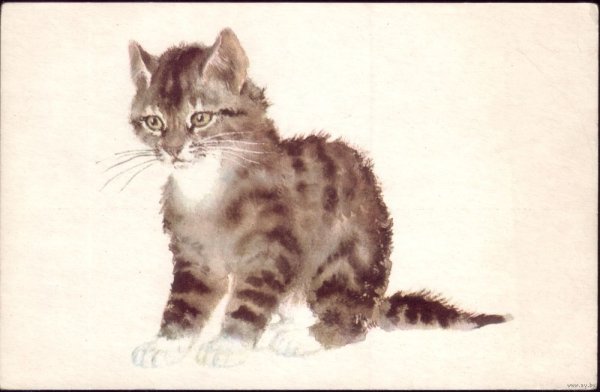 Евгений Чарушин кошка Маруська