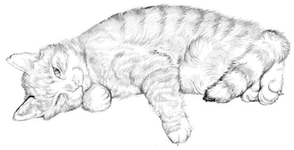 Лежачая кошка рисунок