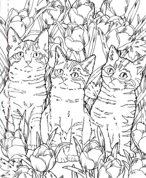 Кошки. Раскраска