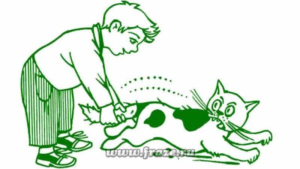 Фразеологизмы 2 класс тянуть кота за хвост