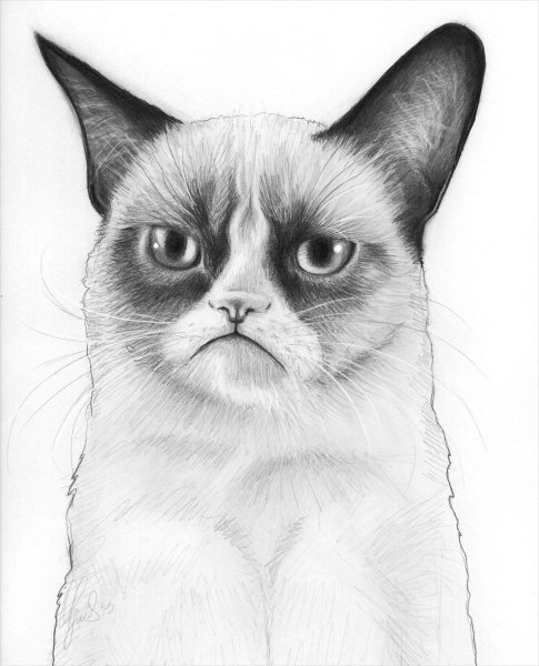 Котик рисунок