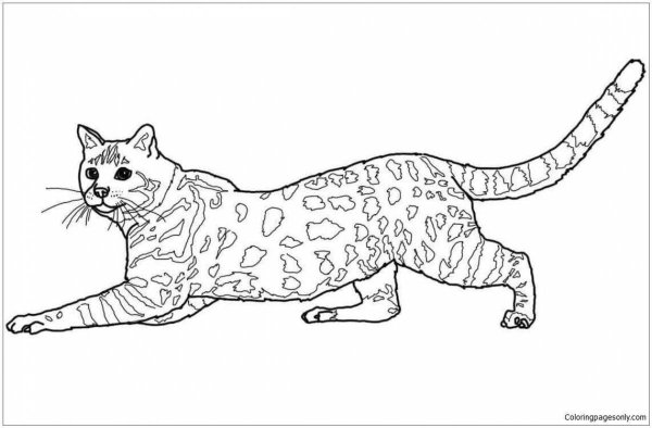 Раскраски кот который леопардовой (44 фото)