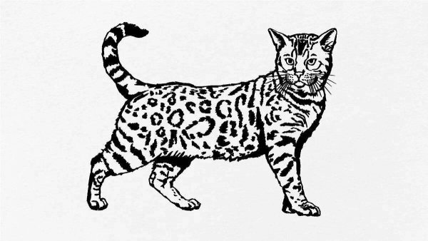 Бенгальская кошка