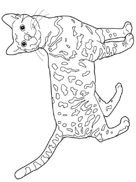 Кошки раскраски с пятнами