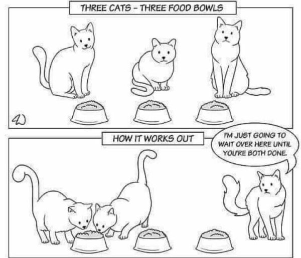 Раскраски мемы котики