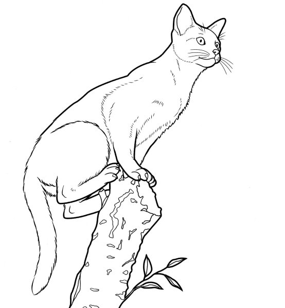 Рисунок кошки для раскрашивания