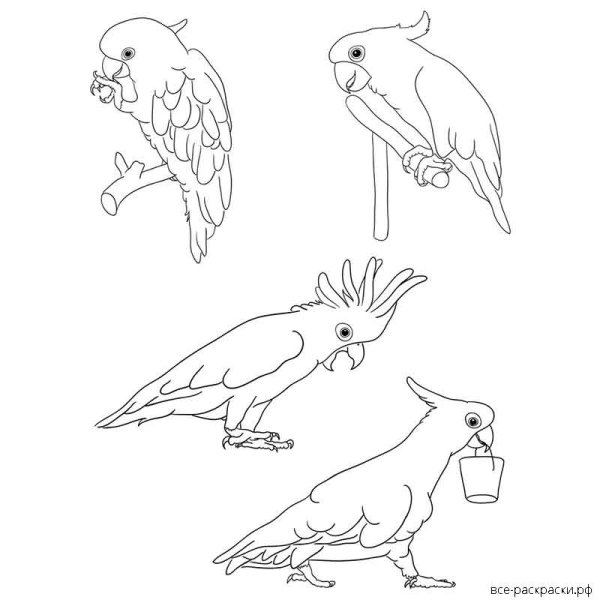 Кот и попугай раскраска