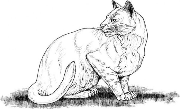 Кошка раскраска реалистичная