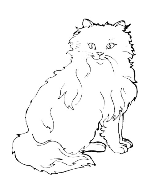 Персидская кошка раскраска