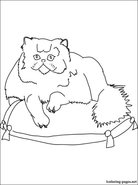 Персидская кошка раскраска