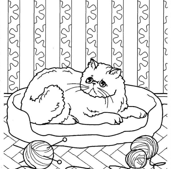 Раскраска породы кошек