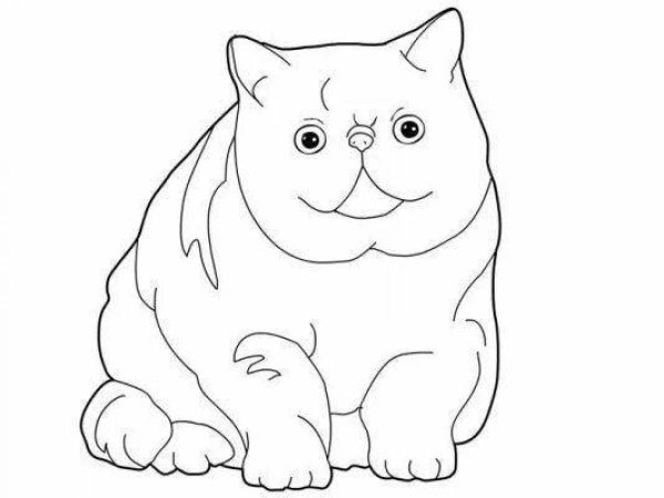 Раскраска кот британец