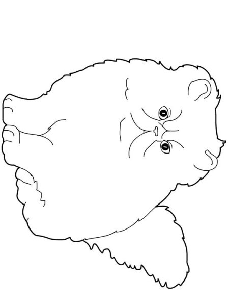 Раскраска персидский кот