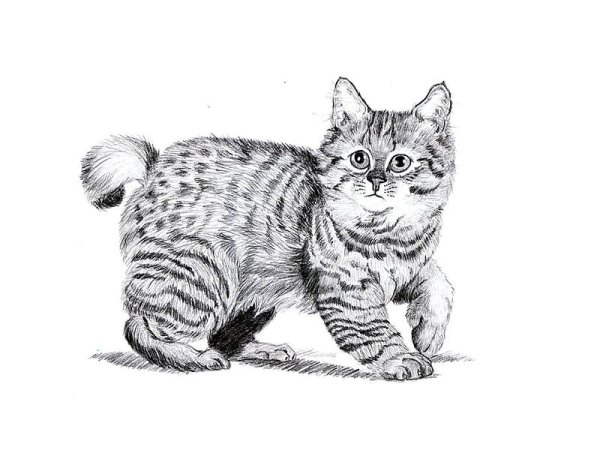 Кошка бобтейл раскраска